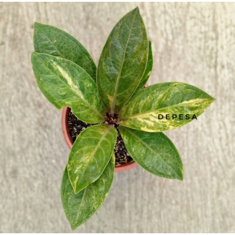 Jemani tornado varigata remaja