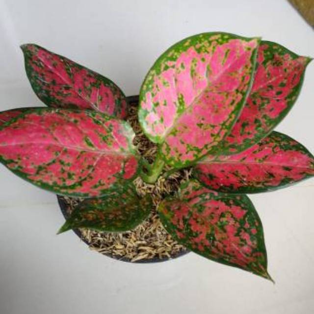 Bibit tanaman hias aglaonema dud anjamani / tanaman aglonema dud anjamani, aglaonema dud anjamani