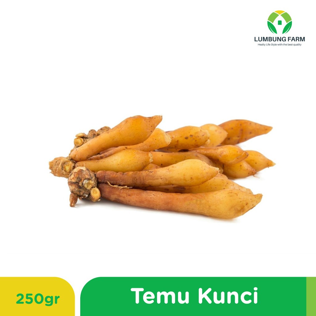 

TEMU KUNCI 250 GRAM | Bumbu Dapur by Lumbung Farm