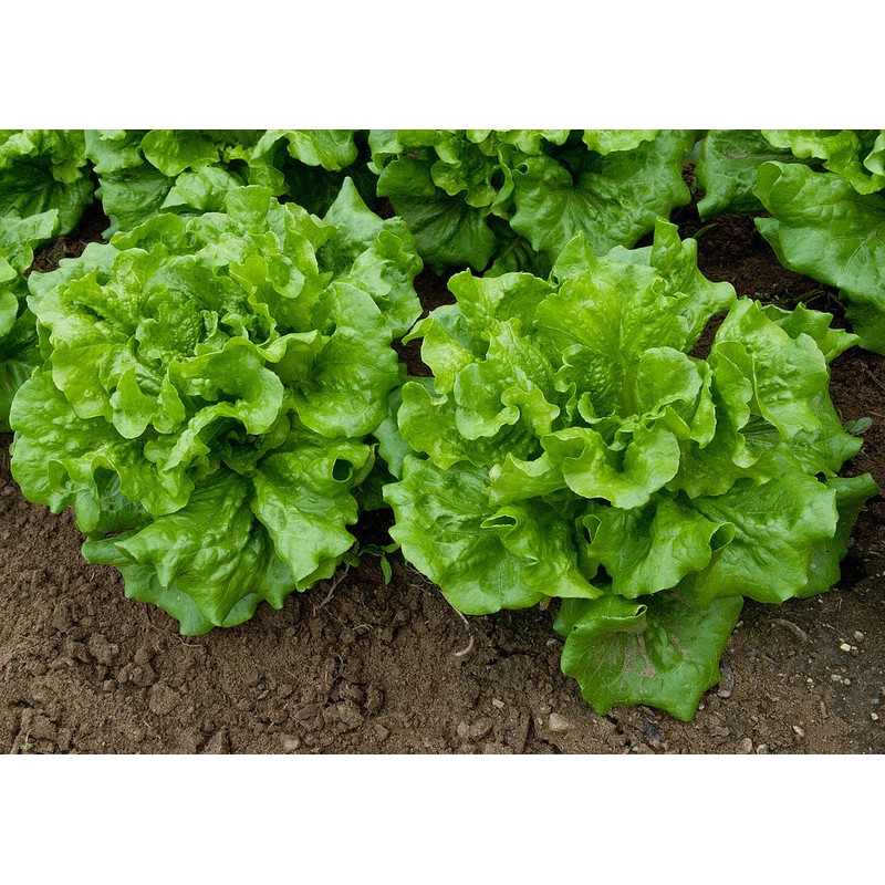 [ Isi 200+ ] BENIH SELADA KERITING HIJAU Ecer / Repack - Biji Bibit Sayur Slada Hidroponik polibag t