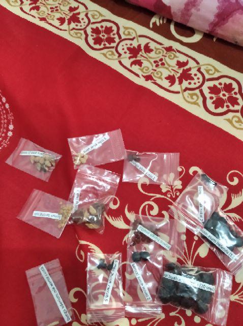 Biji Benih Buah Bidara Arab 5 Biji