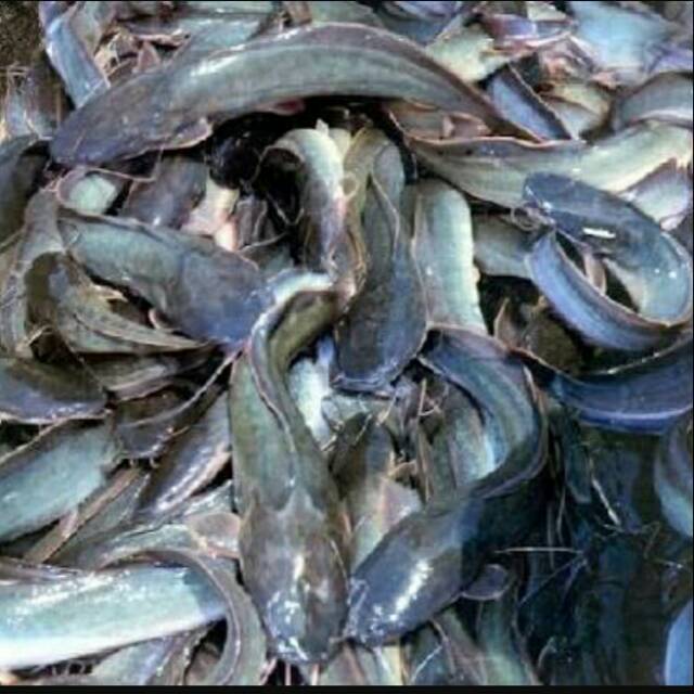 

Ikan lele segar