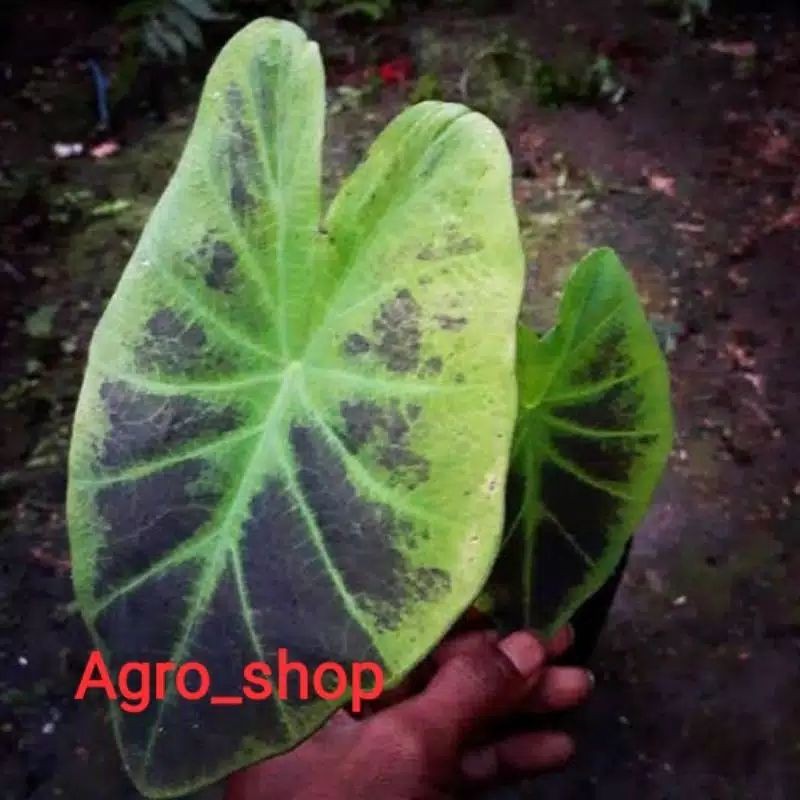 tanaman hias keladi ilustris/keladi ungu