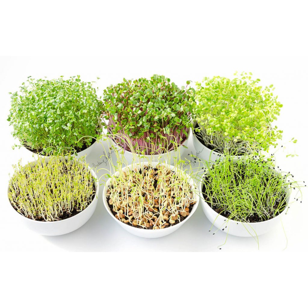 BS-BYL Benih Microgreen Sayur Organik Sprout Seed Bibit Sayuran Microgreens Alfalfa Broccoli Bok Pak Choy Red Cabbage Radish dll-3