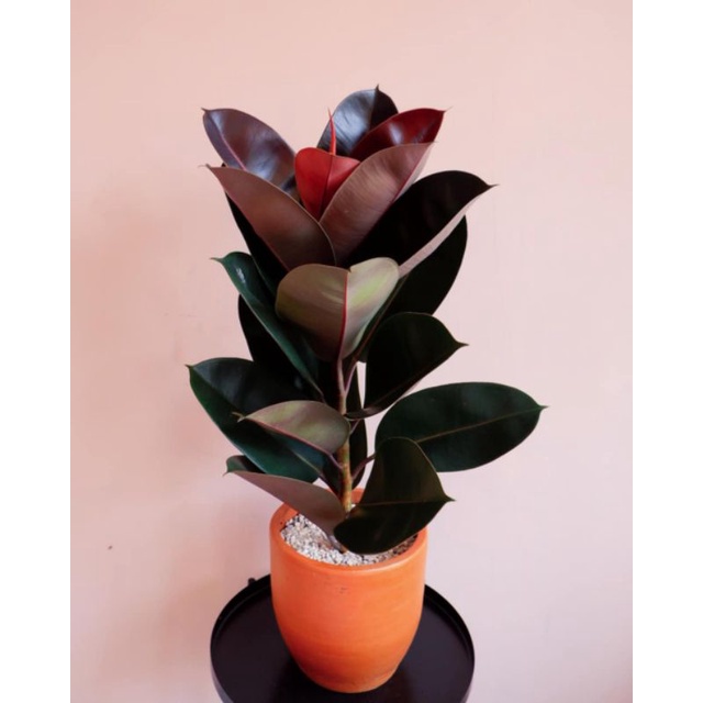 BISA COD Tanaman hias indoor Ficus elastica / karet kebo merah / rubber plant