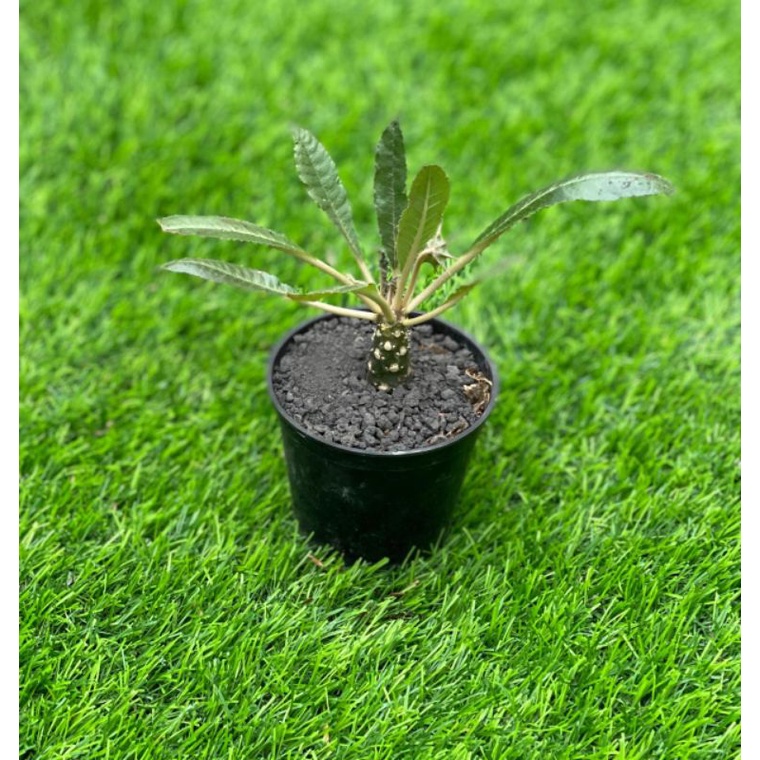 Sukulen Dorstenia Crispa