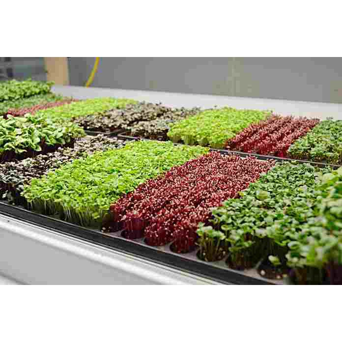 BS-BYL Benih Microgreen Sayur Organik Sprout Seed Bibit Sayuran Microgreens Alfalfa Broccoli Bok Pak Choy Red Cabbage Radish dll-2