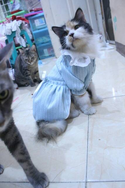 Dress untuk kucing dan anjing edisi natal 2019 lucu biru blues / baju kucing murah size S-XL