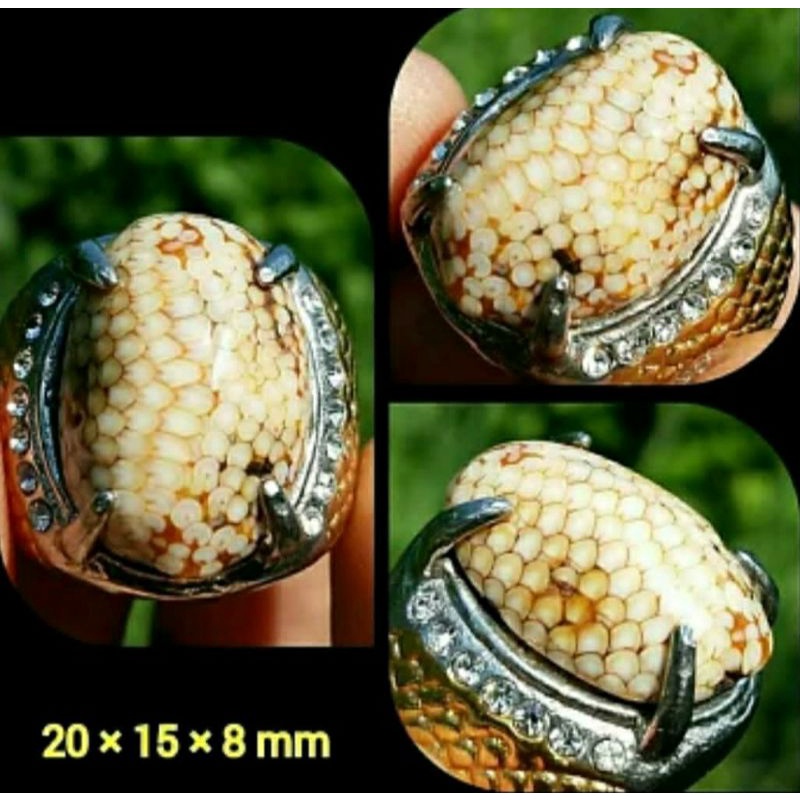 Natural Sisik ular jipen