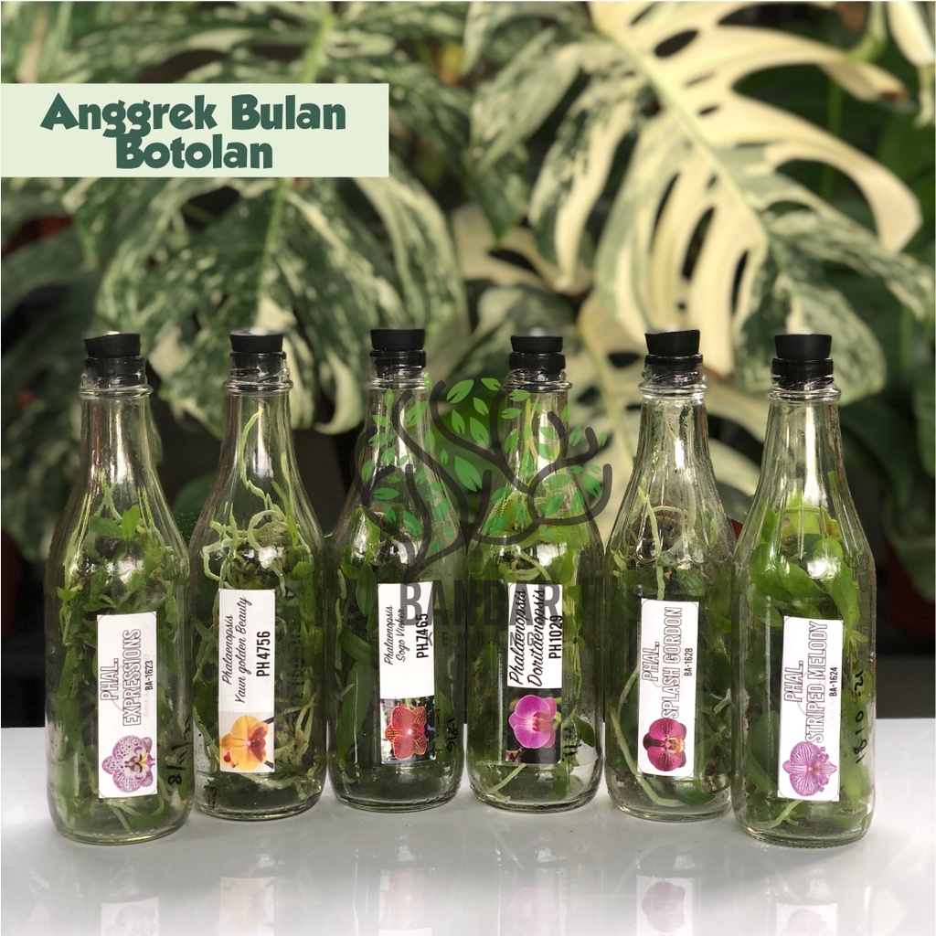 ANGGREK BULAN BOTOL SIAP AKLIM ANGGREK BULAN BOTOL ANGGREK BULAN BOTOLAN