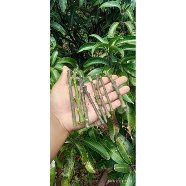 entres mangga import red dragon