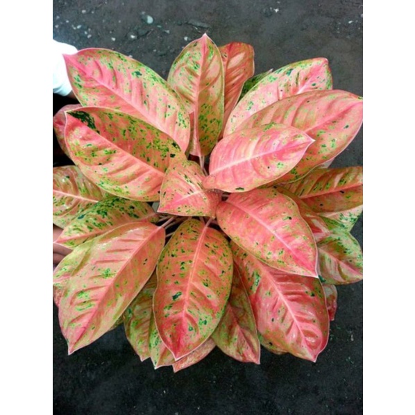 Tanaman his Aglonema Big roy dan ruby pink