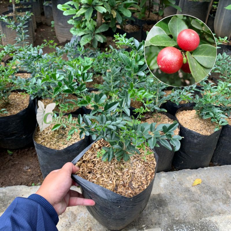 Bibit Tanaman Buah Jeruk Kingkit