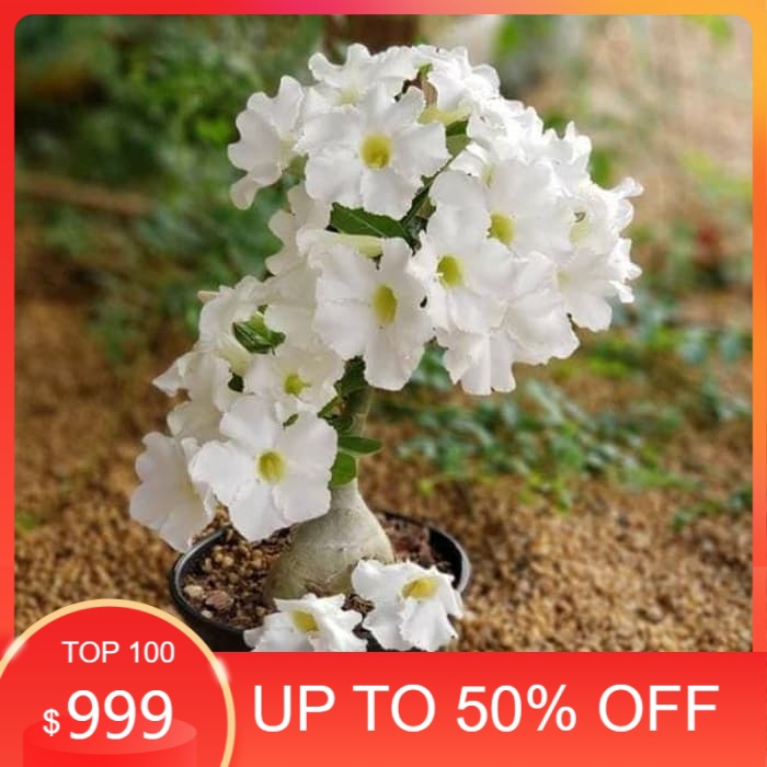 promo bibit tanaman adenium bunga putih bonggol besar bahan bonsai kamboja murah