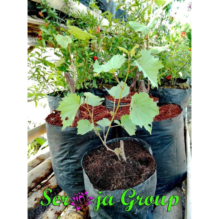 Bibit Pohon Anggur | Tanaman Anggur | Pohon Merambat Anggur pr0mo