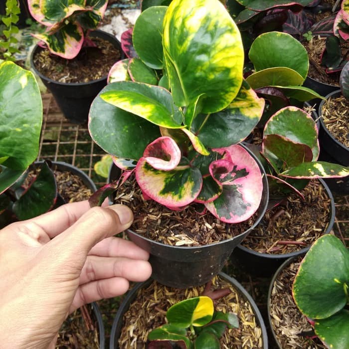 Tanaman hias puring apel merah