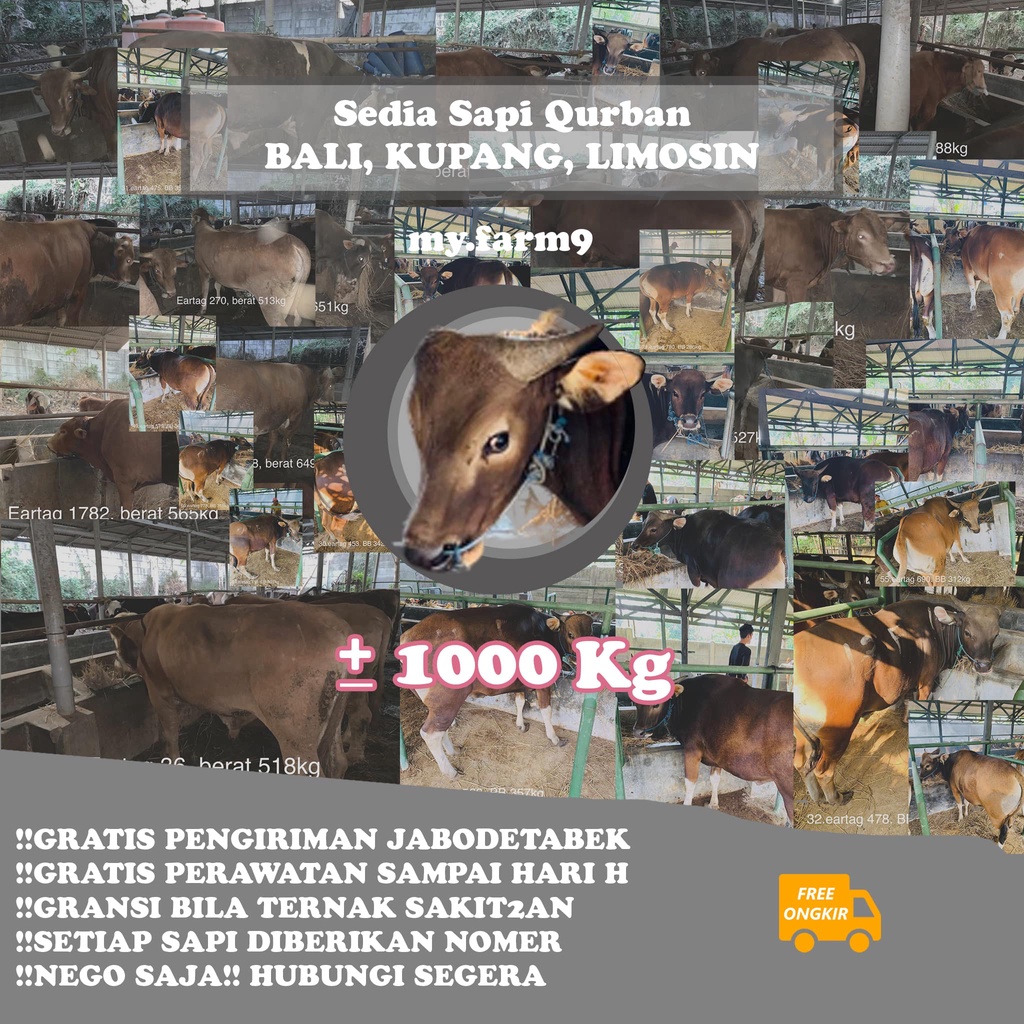 SAPI QURBAN 1000Kg BERKUALITAS Sapi Limosin, Sapi Kupang, Sapi Bali