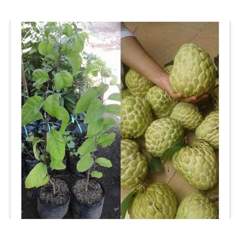 bibit srikaya jumbo