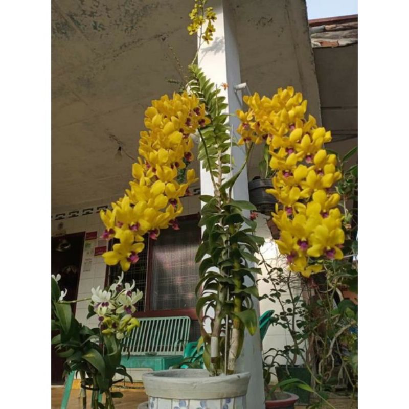 TANAMAN HIAS ANGGREK DENDROBIUM// YELLOW PURPLE