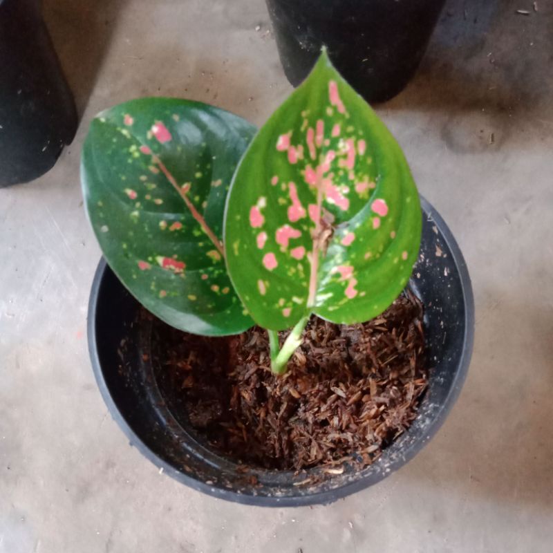 Alonema tre colour baby,murce