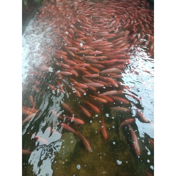 

Ay00! Ikan nila merah segar (bukan frozen) 500gr / 1kg