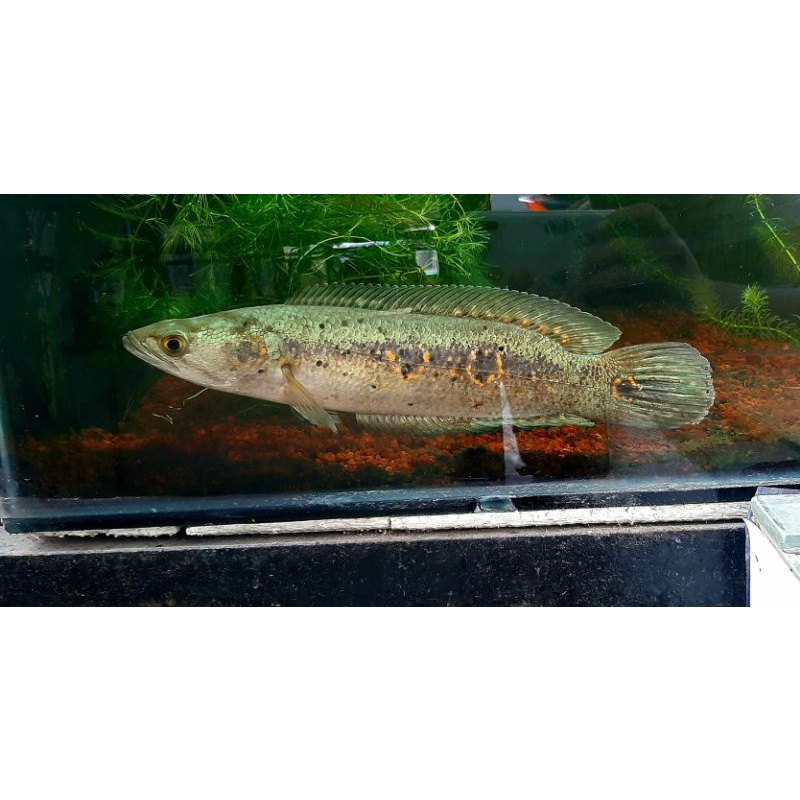 channa pleuro big size