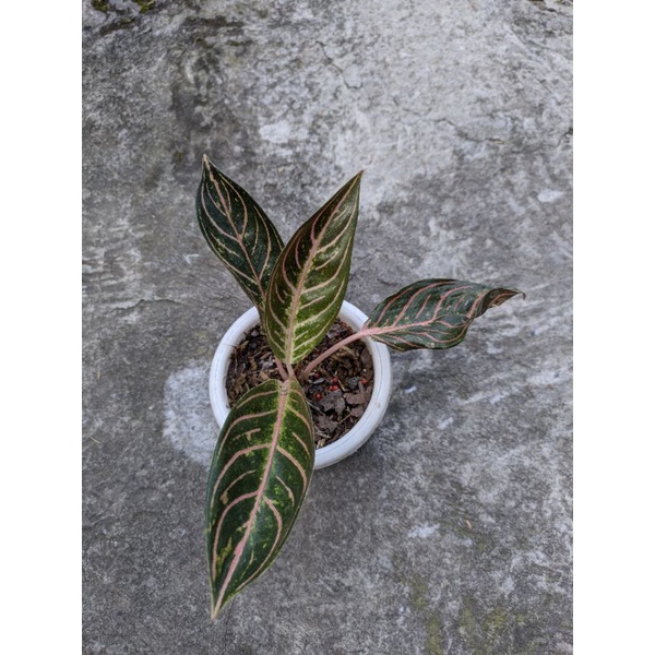 aglonema pride of sumatra / pos / red sumatra real pict foto asli
