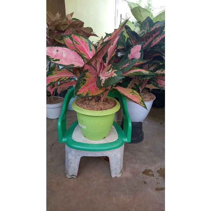 AGLONEMA KOCIN CAMELON RUMPUN 6