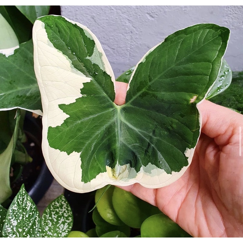 Tanaman hidup kantong semar variegata-tanaman hias hidup-bunga hidup-tanaman hidup-tanaman indoor hi