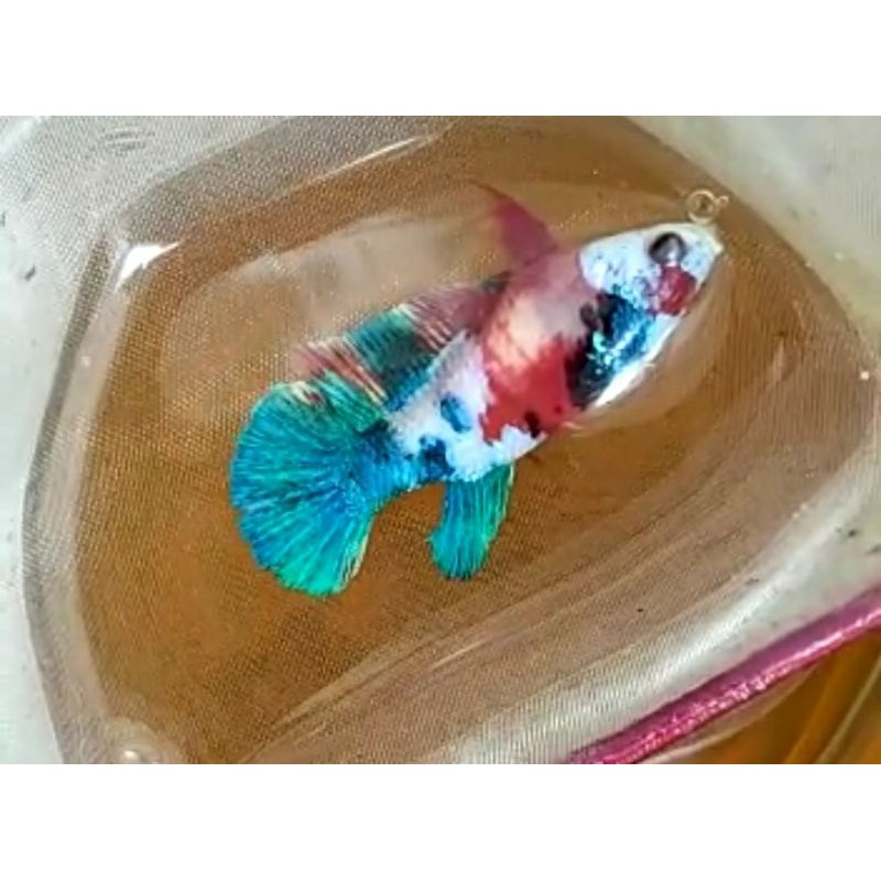 Female Cupang Betina Koi Galaxy Multicolor