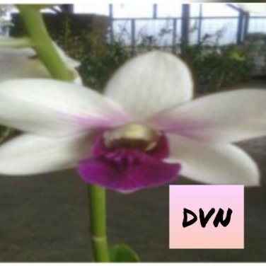 anggrek dvn