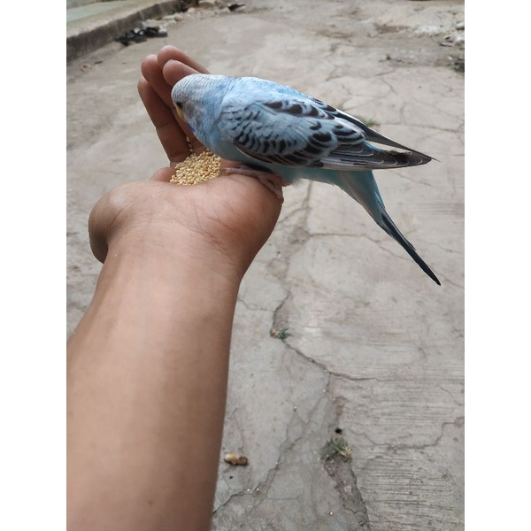 PARKIT JINAK , MILET, SKILL