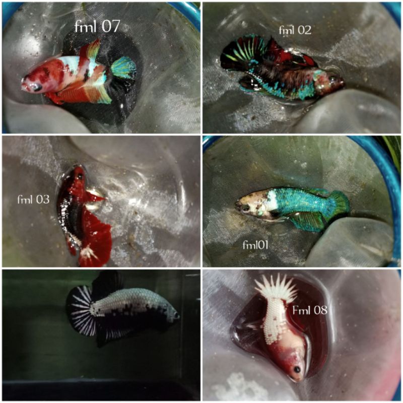 Cupang Real pict.sesuai gambar.sesuai kode.nemo galaxy.fccp.yellow base.besgel & celo.red koi.bagan 