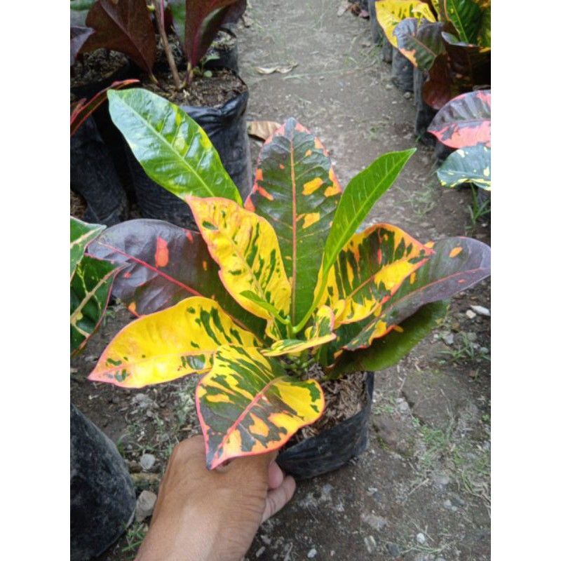 Bibit Tanaman Hias Puring Koleksi