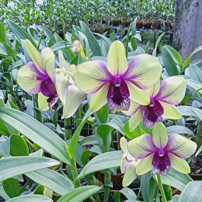 Anggrek Dendrobium Dewasa Green X Madam Viva Dewasa Siap Spike