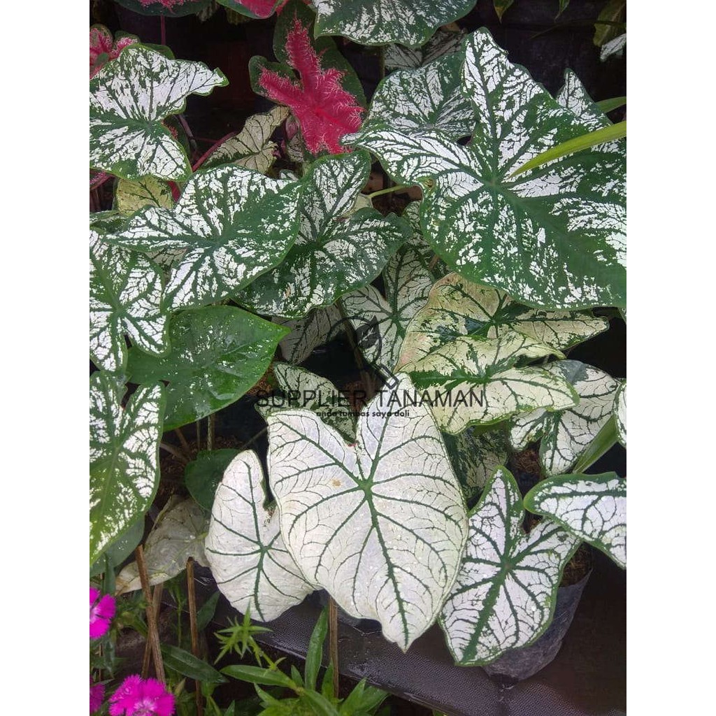 Tanaman Keladi Putih Caladium White Shopee Indonesia