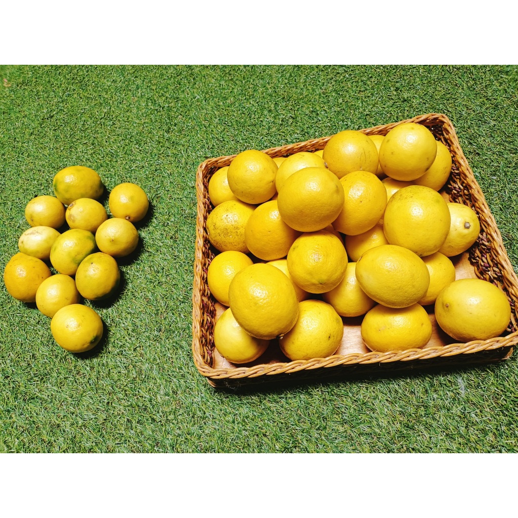 

Buah Jeruk Lemon California 1/2 Kg Grade B