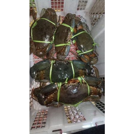 

KEPITING BAKAU 300 GRAM UP (1 KG ISI 3)