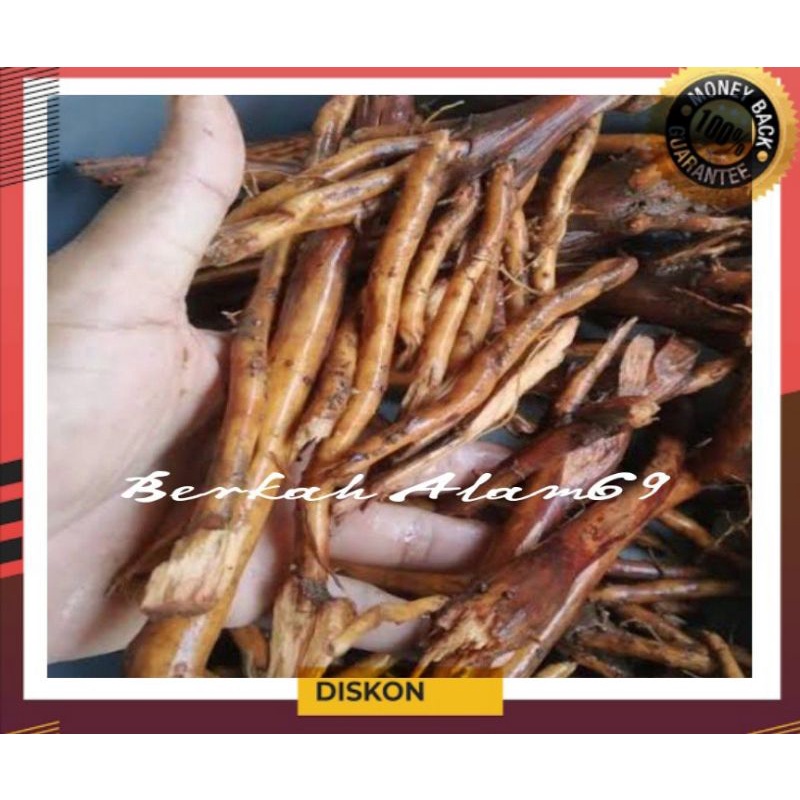 

Akar Aren Segar Basah 500gr