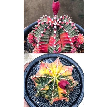 50 seed kaktus starfire silangan starfire