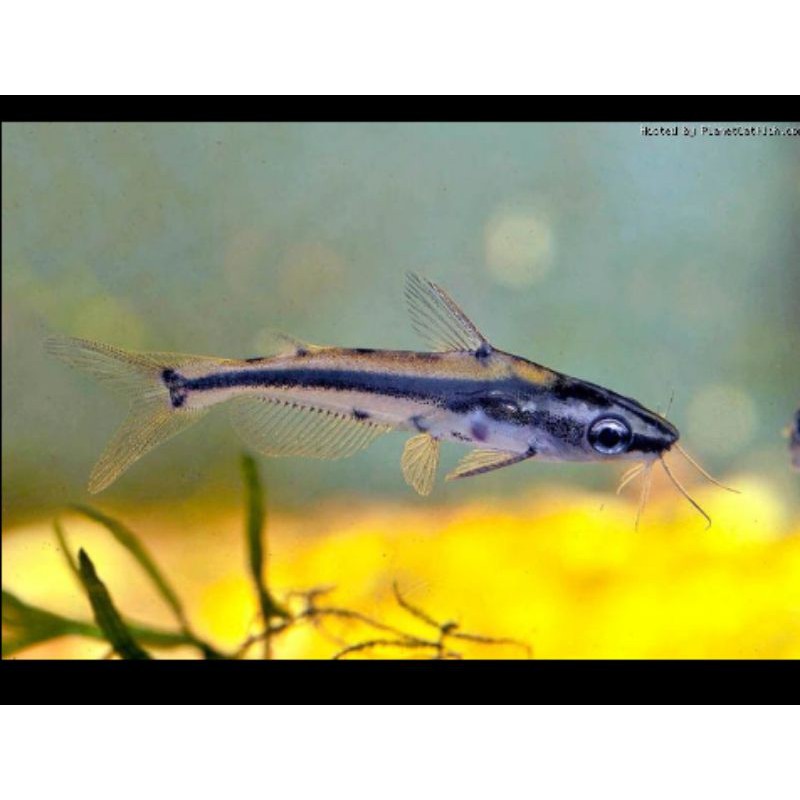 ikan shadow yellow catfish