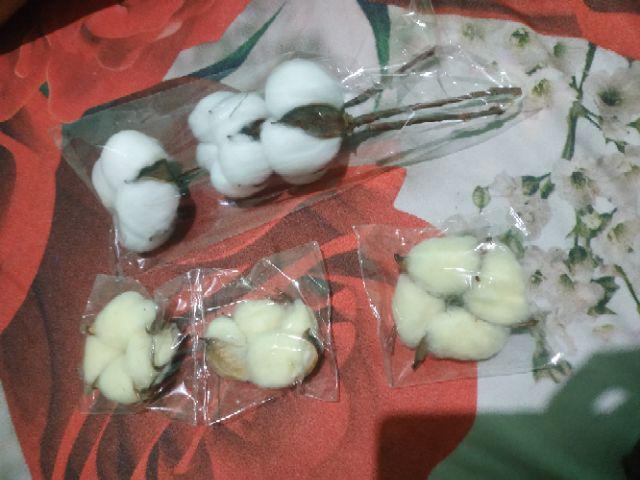 Dried Cotton Bunga Kapuk Bunga Kapas Kering
