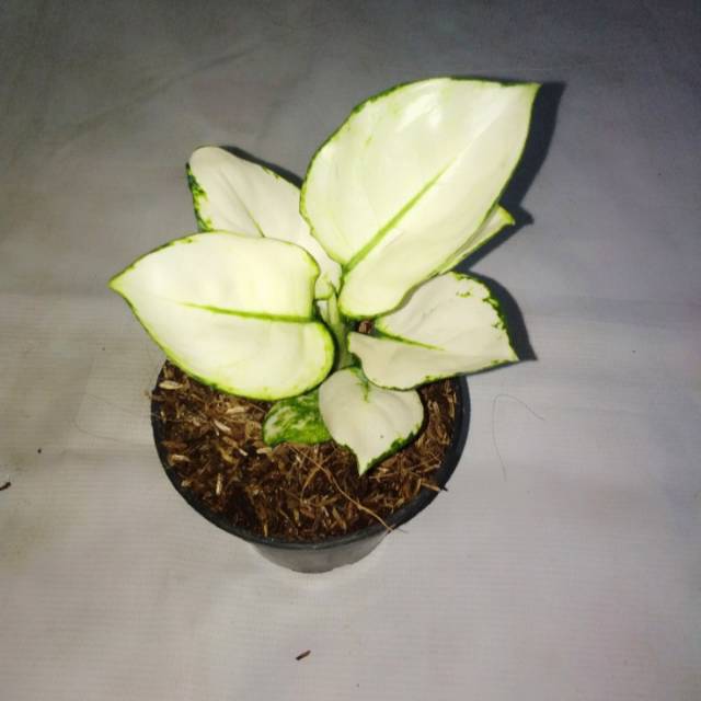 Aglaonema super white