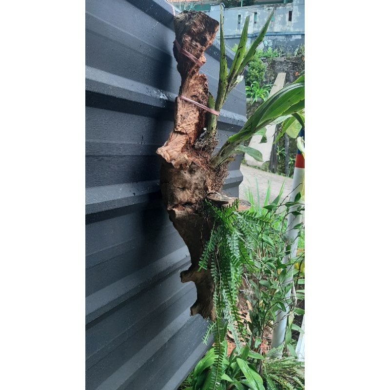 COD driftwood kayu jati kering untuk dekorasi aquascape ataupun media tanam anggrek