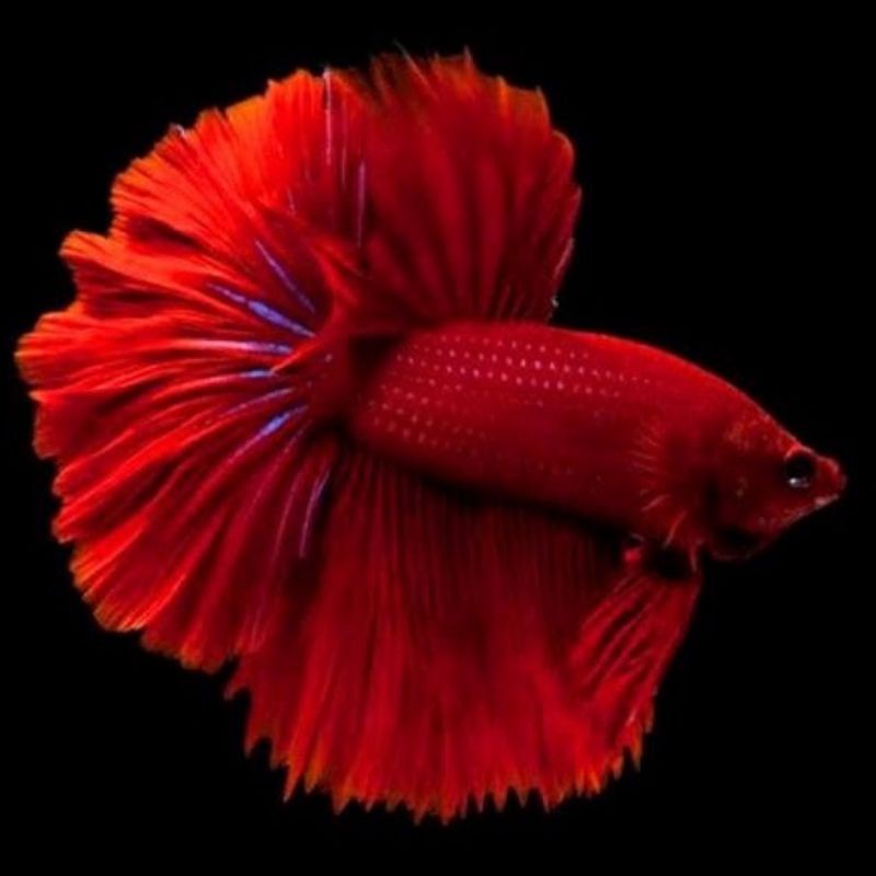 Cupang HM/Halfmoon Super Red Murah