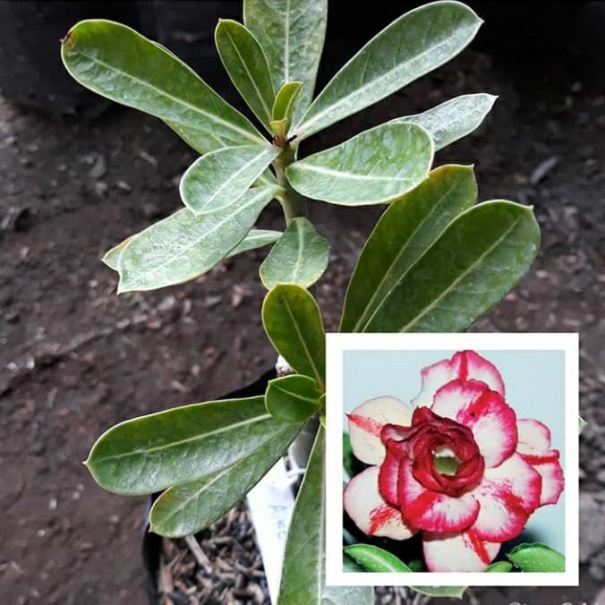 

ready Bibit bunga kamboja adenium Aiko
