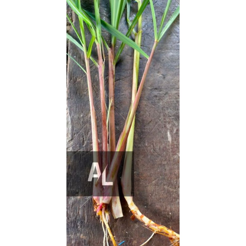 

Bumbu Masak Sereh wangi 100 Gram