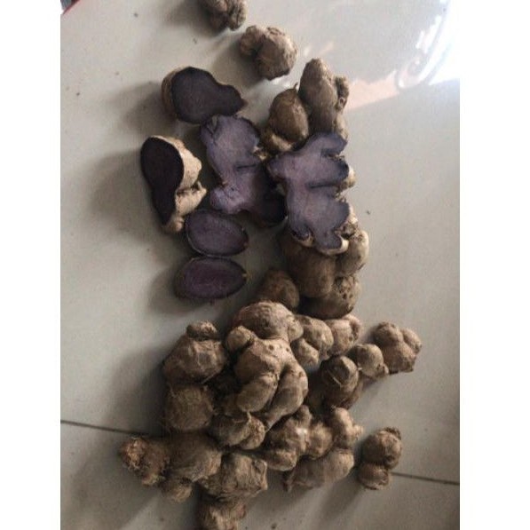 bibit Kunyit Hitam Asli 1 kg