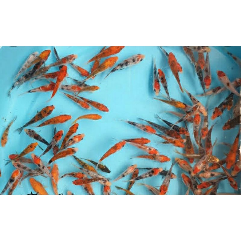 BIBIT KOII 5-7CM MINIM ORDER 10EKOR