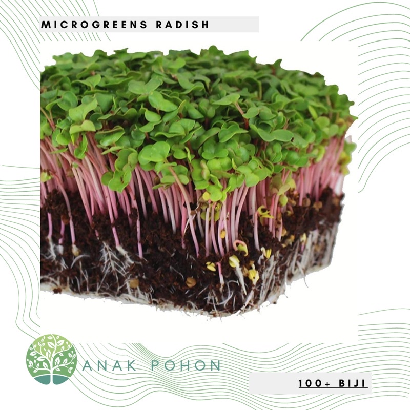 Benih Bibit Biji - Microgreens Radish Lobak (Panen dalam 10-16 hari) Sprouting Seeds - IMPORT